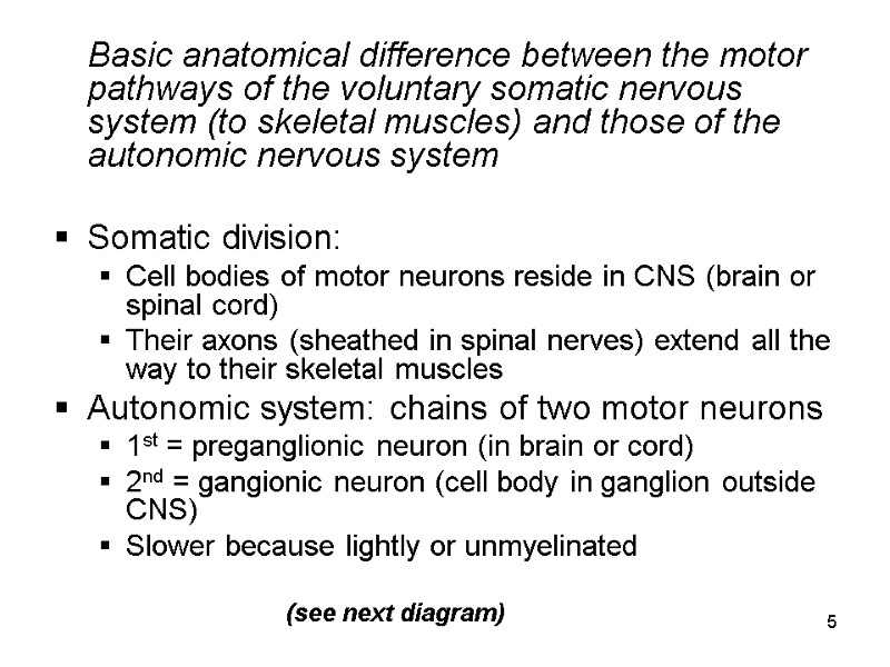 5  Basic anatomical difference between the motor pathways of the voluntary somatic nervous
